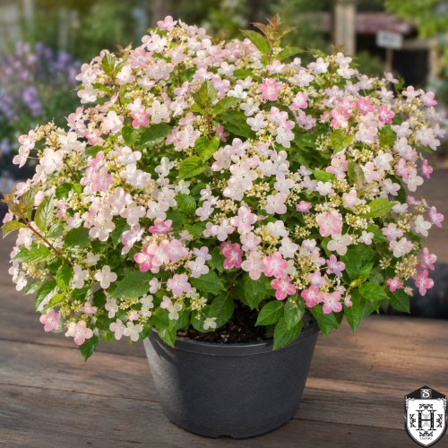 Hydrangea paniculata 'Polestar' - Aedhortensia 'Polestar' C2/2L